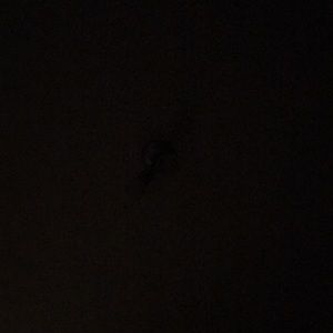 Meet your Posher, Angeline